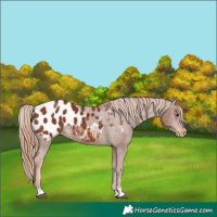 Horse Color:Chestnut Appaloosa