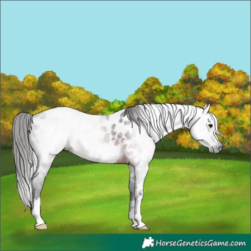 Horse Color:Gray Bay Near Leopard