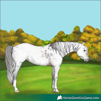 Horse Color:Gray Bay Near Leopard 