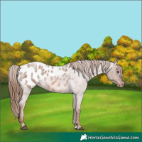 Horse Color:Red Roan Appaloosa 
