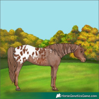 Horse Color:Chestnut Appaloosa 