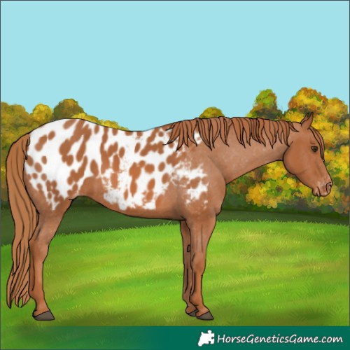 Horse Color:Chestnut Blanket
