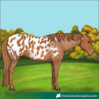 Horse Color:Chestnut Appaloosa 