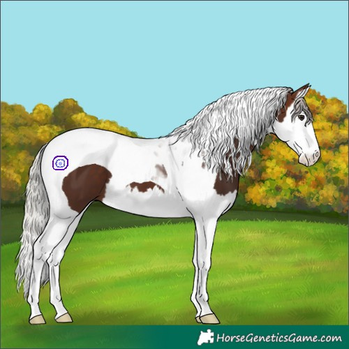 Horse Color:Silver Brown Splash Tobiano 