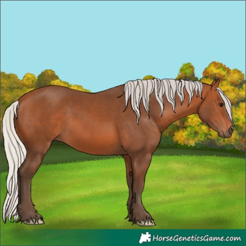 Horse Color:Silver Bay 