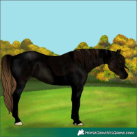 Horse Color:Void Midnight Buckskin Tobiano Appaloosa 