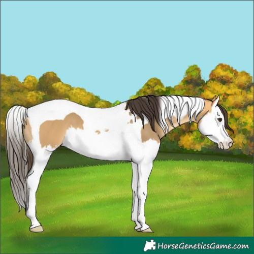 Horse Color:Buckskin Dun Splash Tobiano