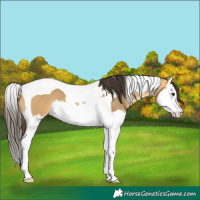 Horse Color:Buckskin Dun Splash Tobiano