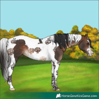 Horse Color:Bay Tobiano