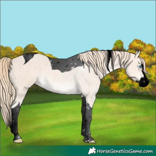 Horse Color:Void Perlino Splash Tobiano