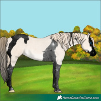 Horse Color:Void Perlino Splash Tobiano