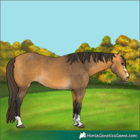 Horse Color:Buckskin 
