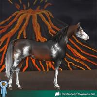 Horse Color:Bay Sabino
