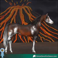 Horse Color:Bay Sabino 