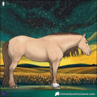Horse Color:Amber Champagne 