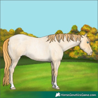 Horse Color:Buckskin Roan Pearl 