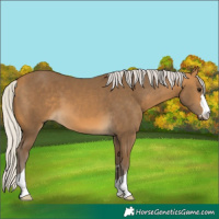 Horse Color:Silver Buckskin 