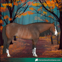 Horse Color:Bay Rabicano