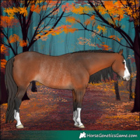 Horse Color:Bay Rabicano 