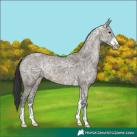 Horse Color:Grullo Ice