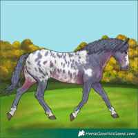 Horse Color:Gray Watercolor Brown Appaloosa