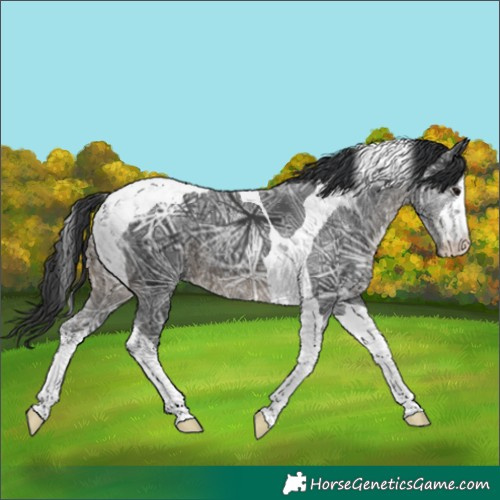 Horse Color:White Spotted Black Ice Tobiano