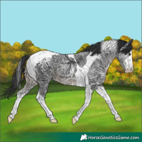 Horse Color:White Spotted Black Ice Tobiano 
