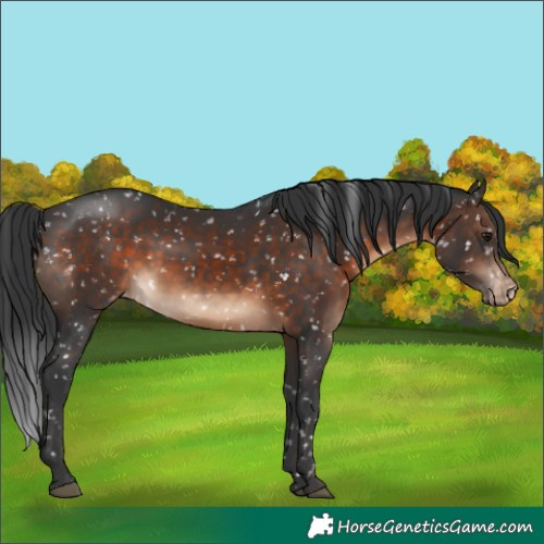 Horse Color:Brown Appaloosa 