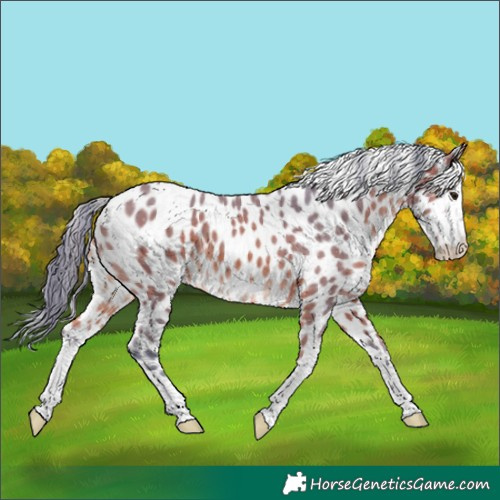 Horse Color:Watercolor Bay Leopard