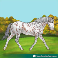 Horse Color:Watercolor Bay Appaloosa 