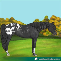 Horse Color:Black Tobiano Appaloosa
