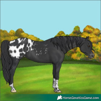 Horse Color:Black Tobiano Appaloosa 