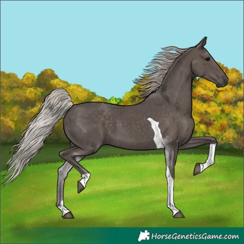Horse Color:Silver Black Tobiano 