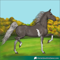 Horse Color:Silver Black Tobiano