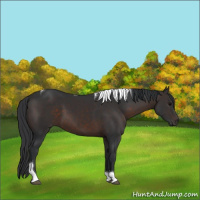 Horse Color:Brown Tobiano 