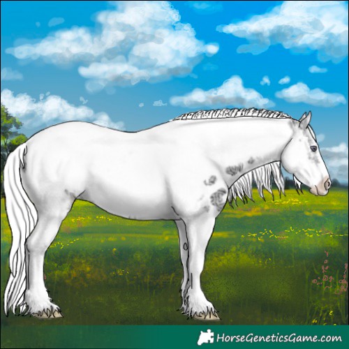 Horse Color:Silver Buckskin Chinchilla Ice Snowdrop Onyx Sabino Tobiano Frame Appaloosa 
