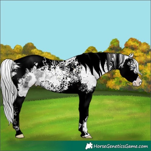 Horse Color:Brown Chinchilla Ice Splash Tobiano Appaloosa 