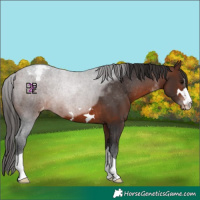 Horse Color:Brown Appaloosa