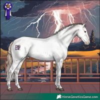 Horse Color:White Spotted Grullo Pearl Sabino Splash