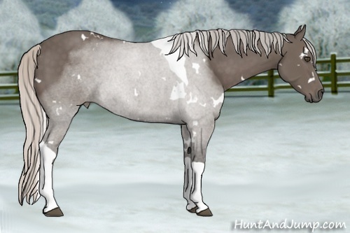 Horse Color:White Spotted Silver Black Tobiano 