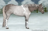Horse Color:White Spotted Silver Black Tobiano 