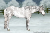 Horse Color:White Spotted Silver Black Sabino Frame 