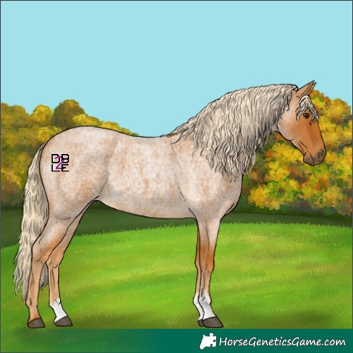 Horse Color:Palomino Roan Sabino 