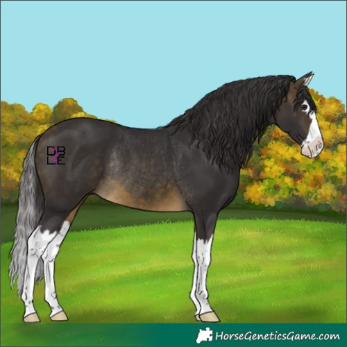 Horse Color:Buckskin Splash Rabicano 