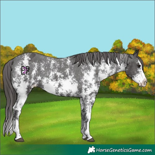 Horse Color:Smoky Black Sabino Splash Varnish Rabicano 