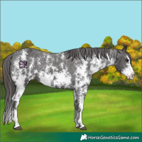 Horse Color:Smoky Black Sabino Splash Varnish Rabicano 