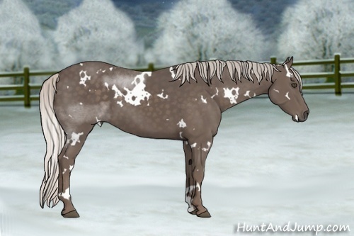 Horse Color:White Spotted Silver Black Sabino 