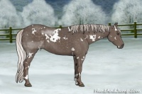 Horse Color:White Spotted Silver Black Sabino 