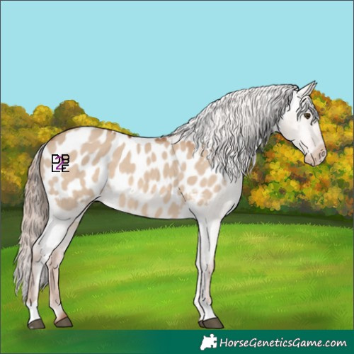 Horse Color:Red Dun Appaloosa 