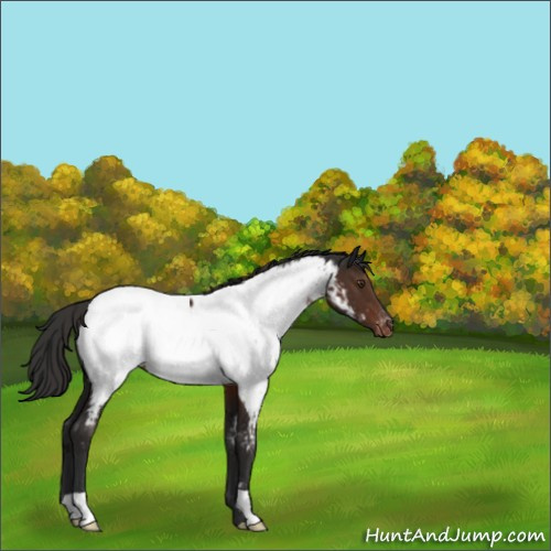 Horse Color:Liver Chestnut Appaloosa
